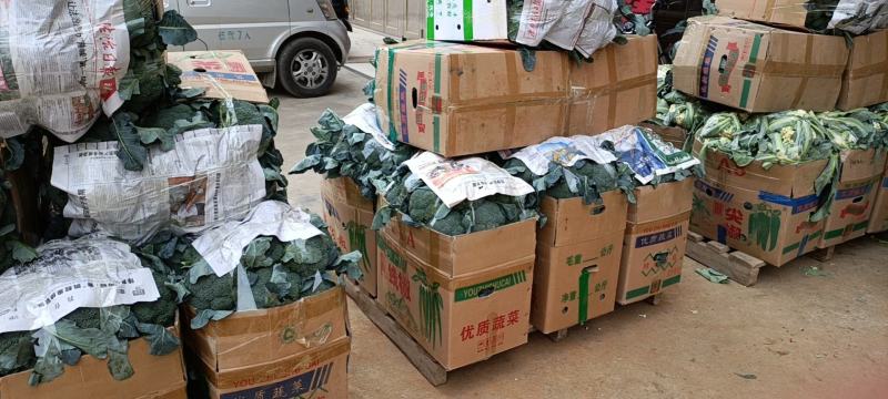 横州市两指西兰花中柄西兰花青花大花头小米花头