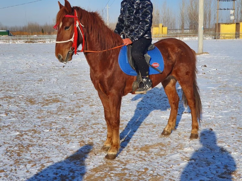 半血骟马，肩好158/160适合野骑，提速小飞机，