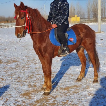 半血骟马，肩好158/160适合野骑，提速小飞机，