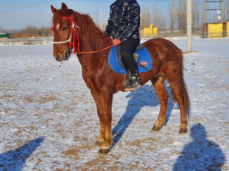 半血骟马，肩好158/160适合野骑，提速小飞机，