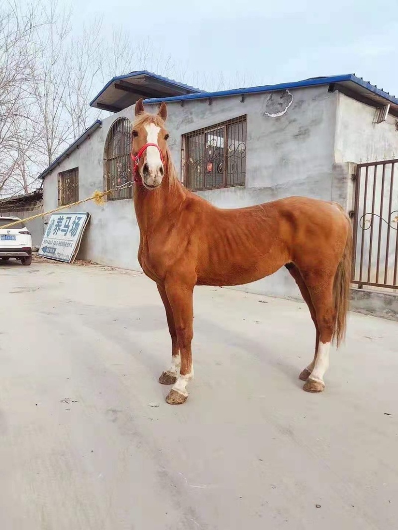半血骟马，肩好158/160适合野骑，提速小飞机，