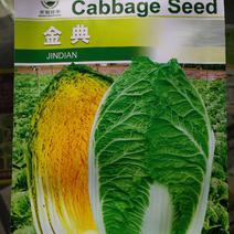 金典大白菜种子，抗根肿白菜种子，根腐病种子，耐运输白菜种