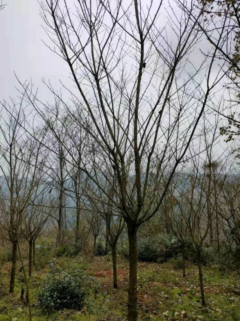 樱花日本樱花各种规格基地直供物美价廉诚信第一