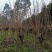 樱花日本樱花各种规格基地直供物美价廉诚信第一