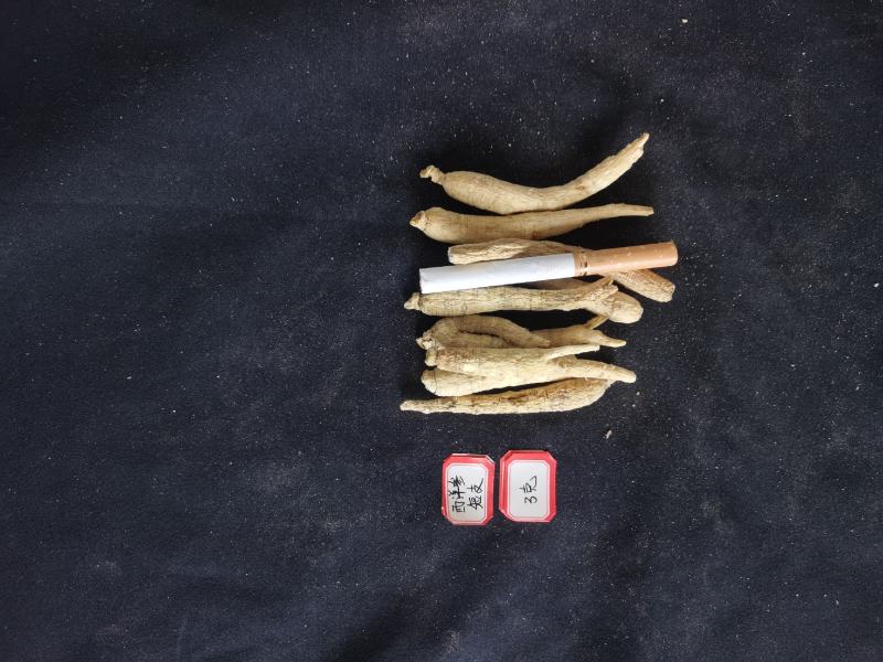 人参长白山林下西洋参6年西洋参条花旗参条泡水煲汤打粉