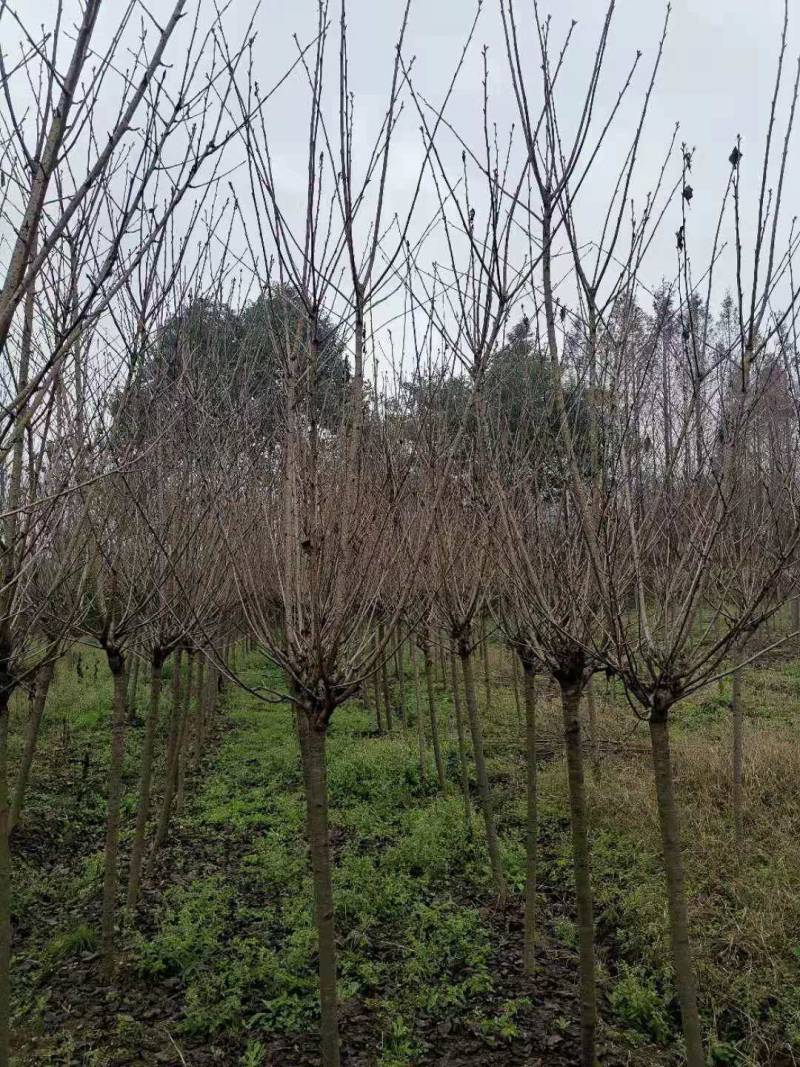 樱花日本樱花各种规格基地直供物美价廉诚信第一