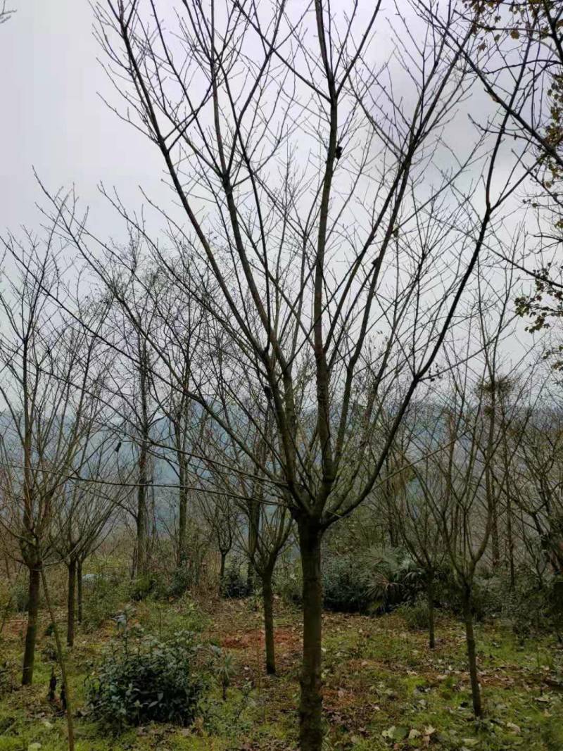 樱花日本樱花各种规格基地直供物美价廉诚信第一