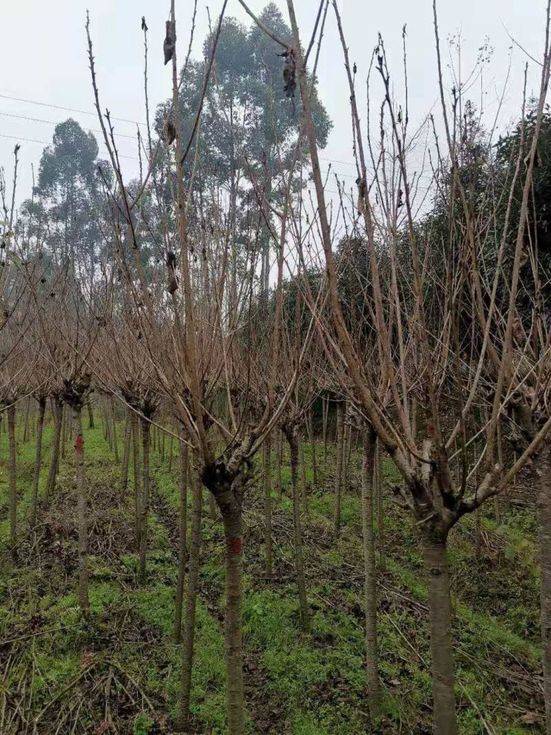 樱花日本樱花各种规格基地直供物美价廉诚信第一