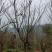樱花日本樱花各种规格基地直供物美价廉诚信第一