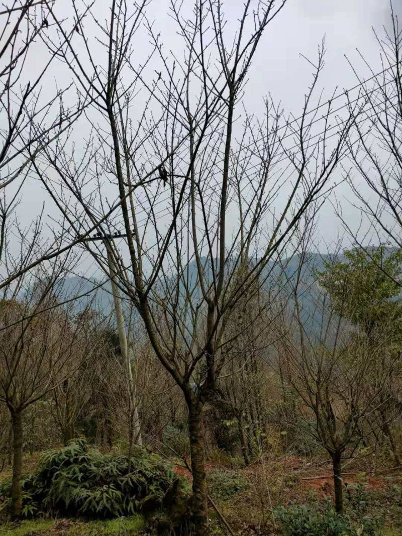 樱花日本樱花各种规格基地直供物美价廉诚信第一