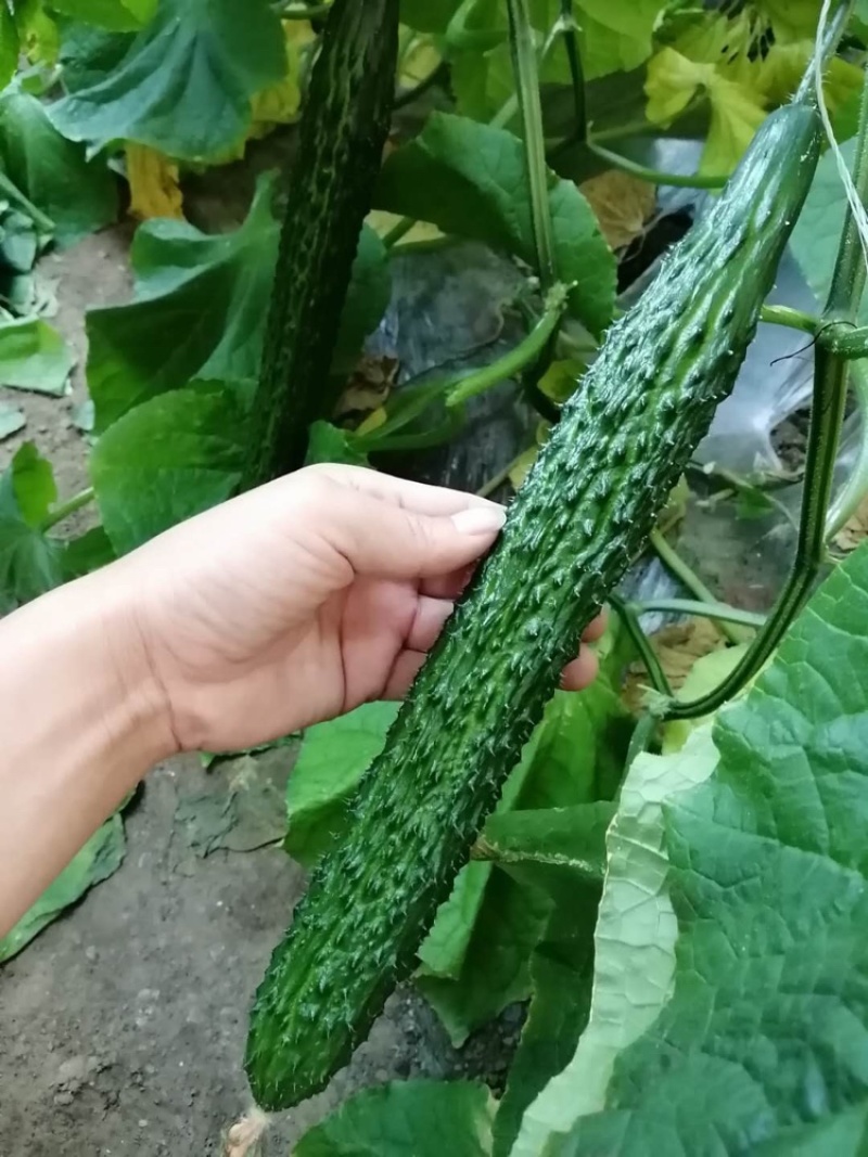 优质黑亮黄瓜苗，密刺短把，产量高，抗病能力强