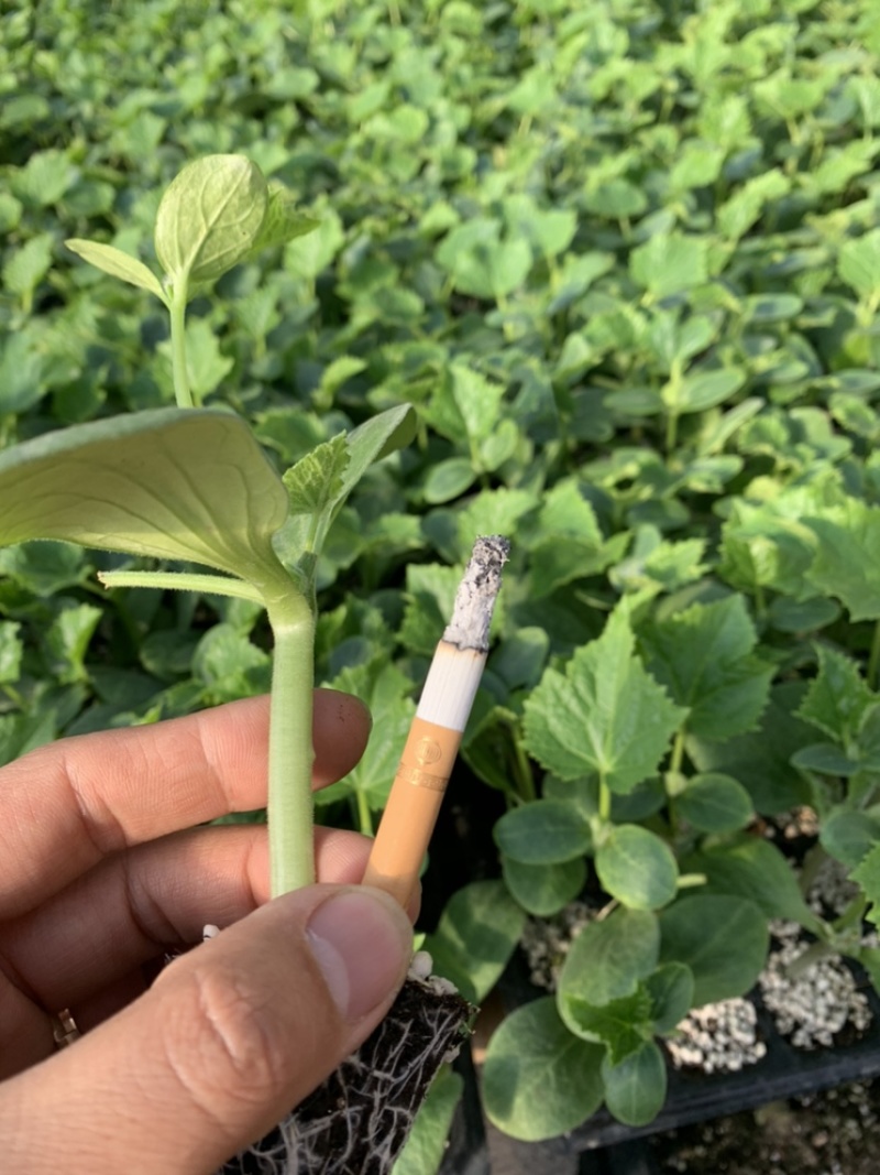 优质黑亮黄瓜苗，密刺短把，产量高，抗病能力强