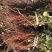 丹参种植基地，合作种植500以上