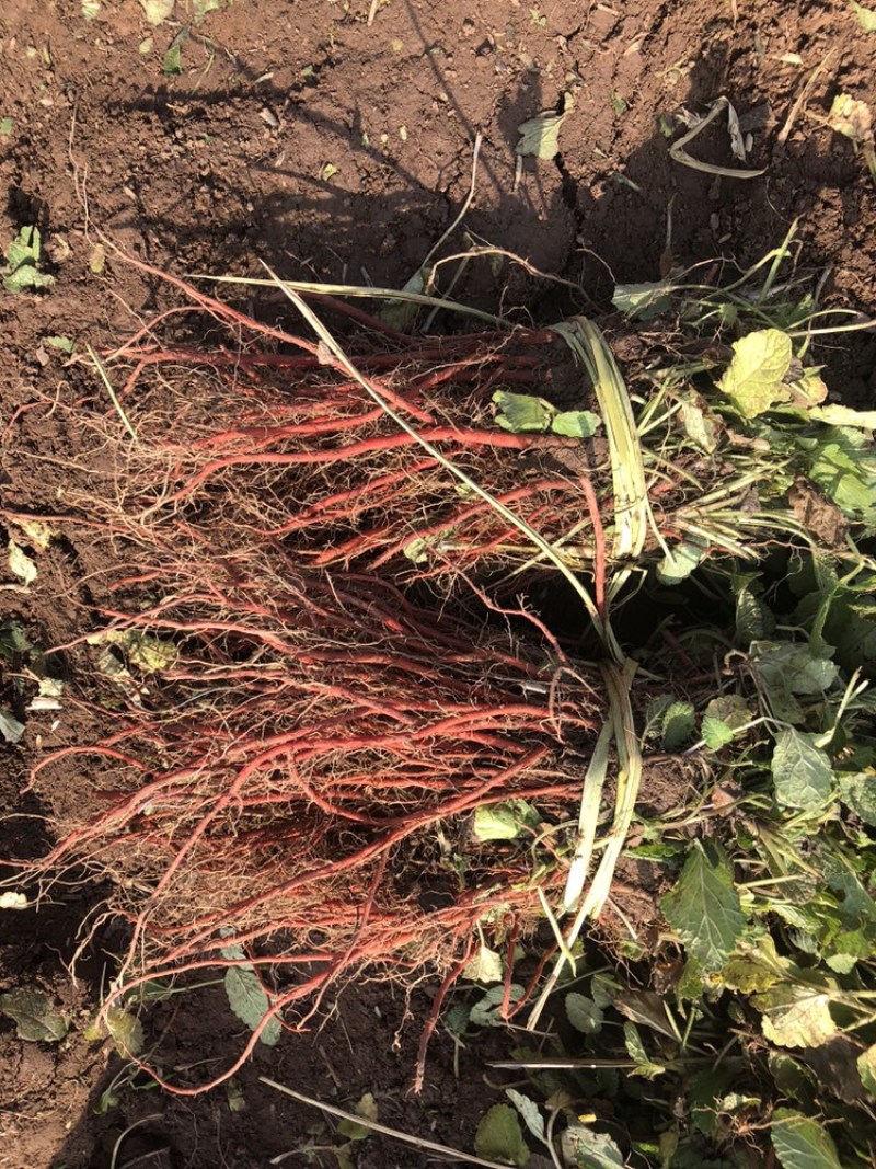 丹参种植基地，合作种植500以上