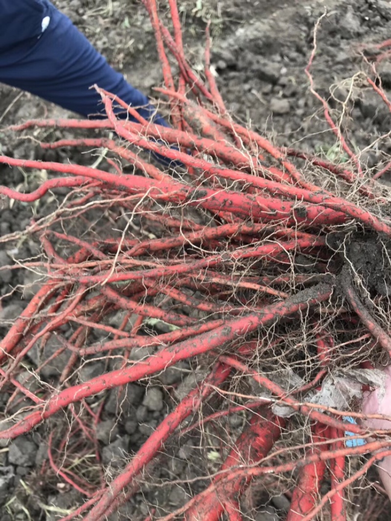 丹参种植基地，合作种植500以上