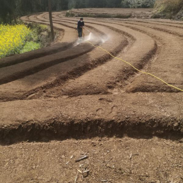 丹参合作种植，丹参基地建设