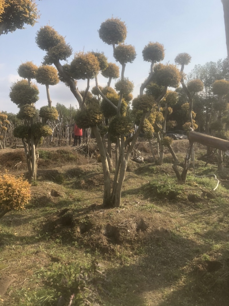 亮晶女贞造型树，看图给价！各种规格的亮晶女贞