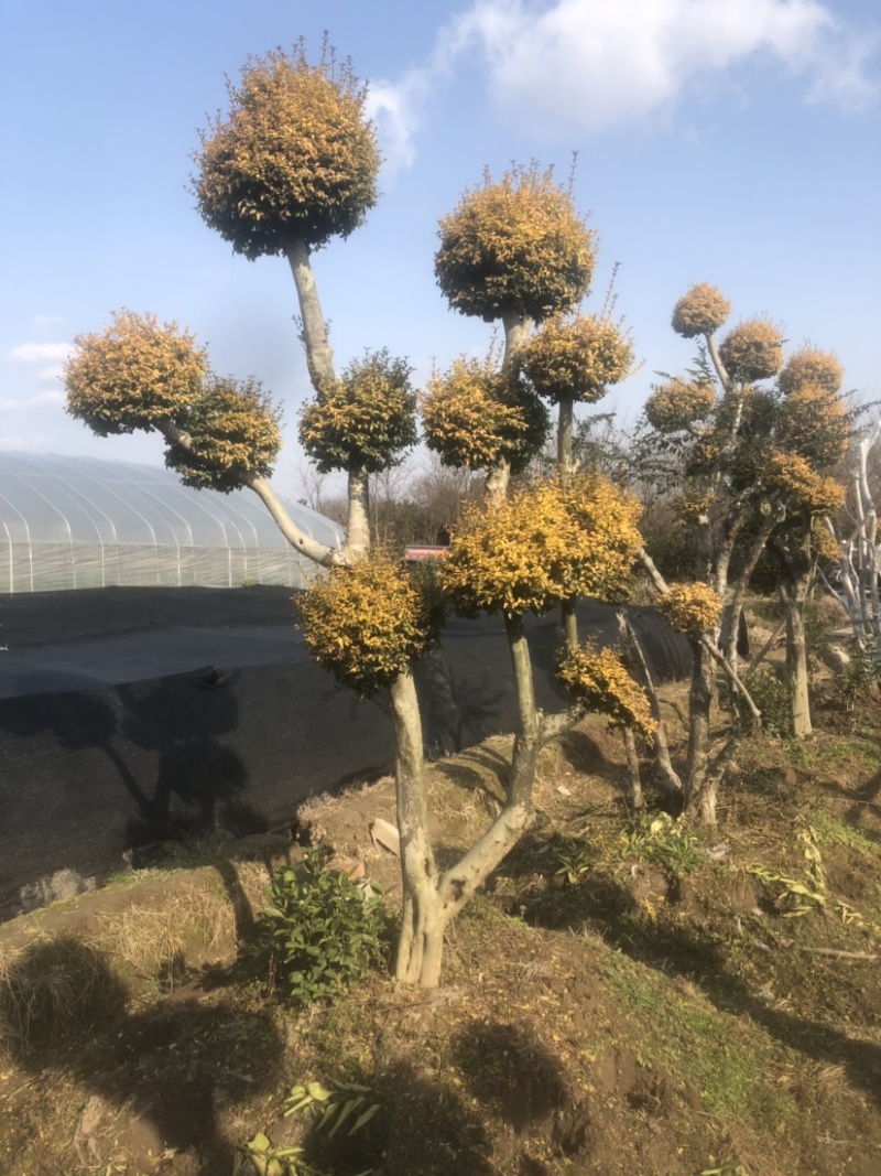 亮晶女贞造型树，看图给价！各种规格的亮晶女贞