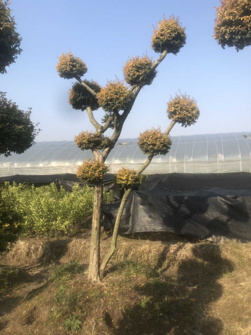 亮晶女贞造型树，看图给价！各种规格的亮晶女贞