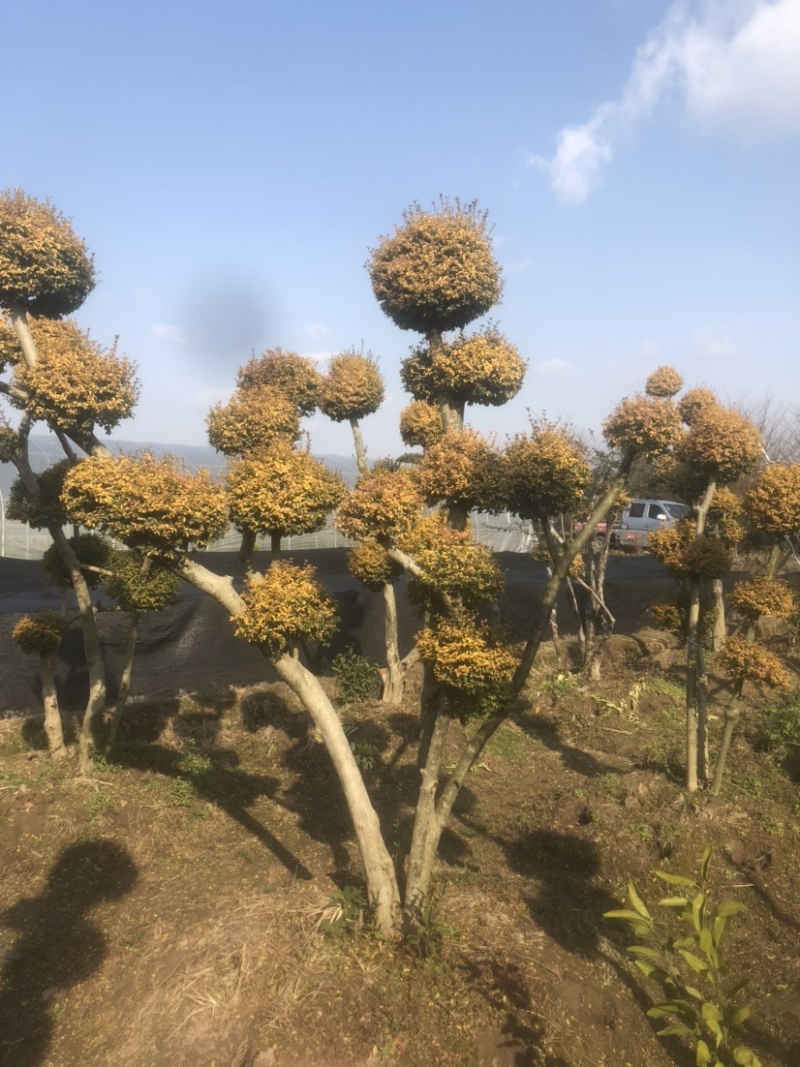 亮晶女贞造型树，看图给价！各种规格的亮晶女贞