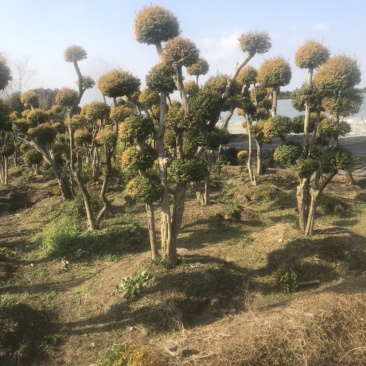 亮晶女贞造型树，看图给价！各种规格的亮晶女贞