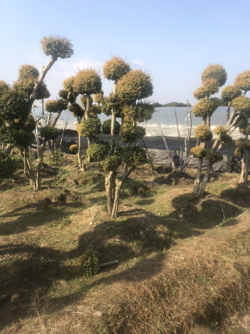 亮晶女贞造型树，看图给价！各种规格的亮晶女贞