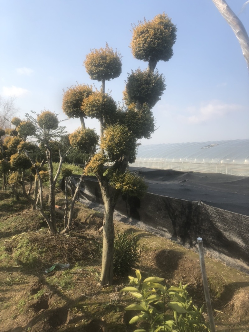 亮晶女贞造型树，看图给价！各种规格的亮晶女贞