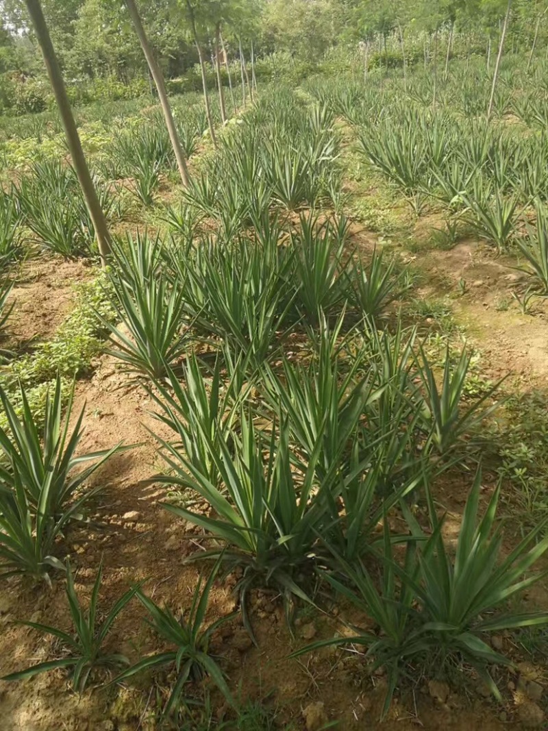 凤尾兰，凤尾兰种植，凤尾兰基地，凤尾兰小苗，批发凤尾兰