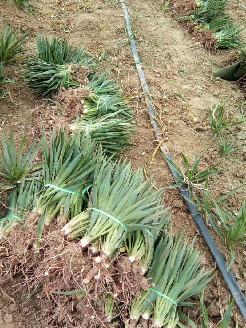 凤尾兰，凤尾兰种植，凤尾兰基地，凤尾兰小苗，批发凤尾兰
