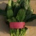 菠菜，基地特产，无公害，可以定棚，代办代发，手工好，期待