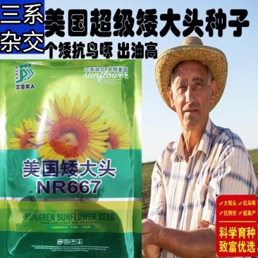 美国矮大头油葵种子矮杆大盘高油榨油食用葵花籽油葵种子