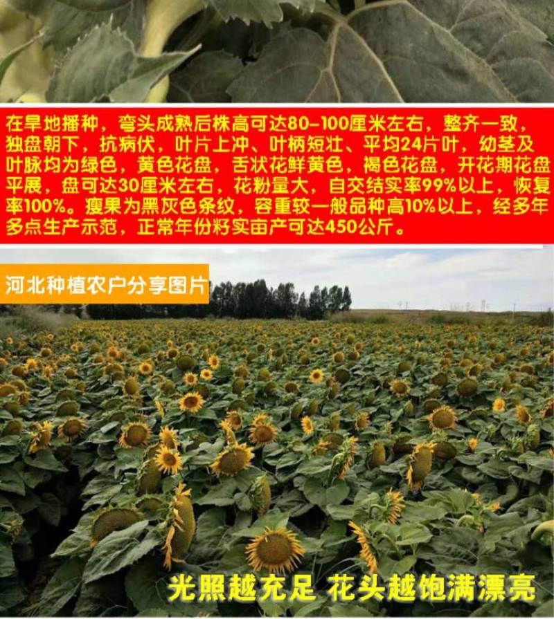 美国矮大头油葵种子矮杆大盘高油榨油食用葵花籽油葵种子