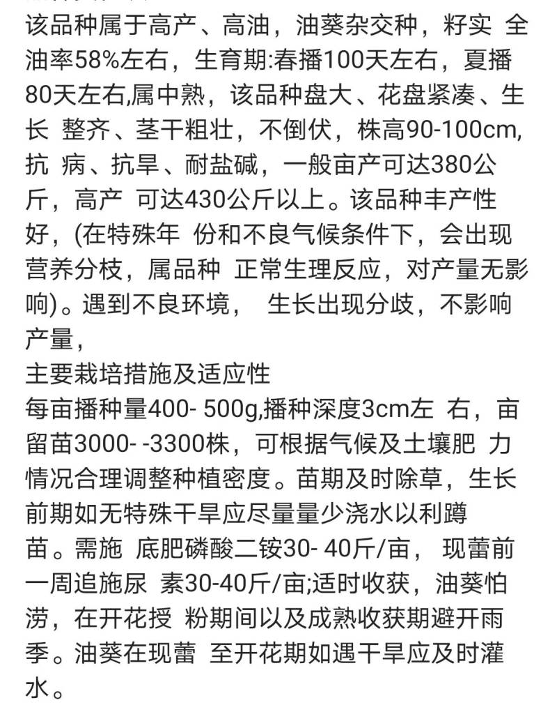 美国矮大头油葵种子矮杆大盘高油榨油食用葵花籽油葵种子