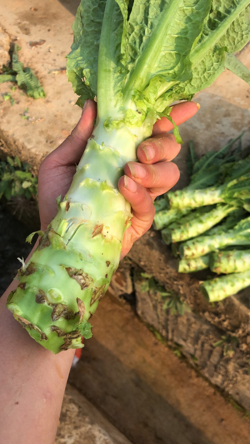 红叶莴笋