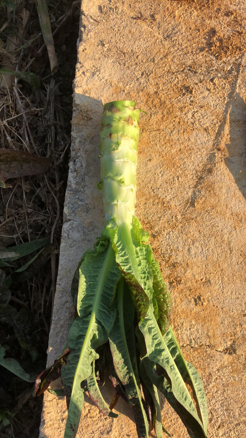 红叶莴笋