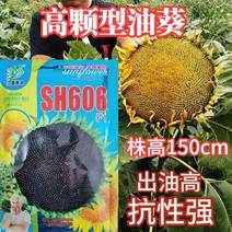 SH606油葵种子特高产高颗抗倒伏皮薄榨油用油葵种子