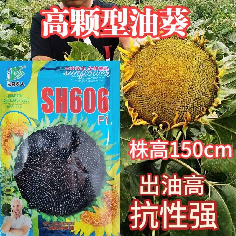 SH606油葵种子特高产高颗抗倒伏皮薄榨油用油葵种子