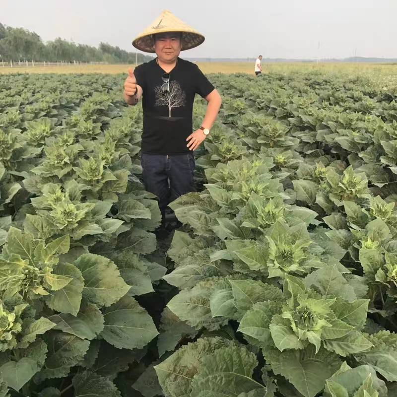 SH606油葵种子特高产高颗抗倒伏皮薄榨油用油葵种子