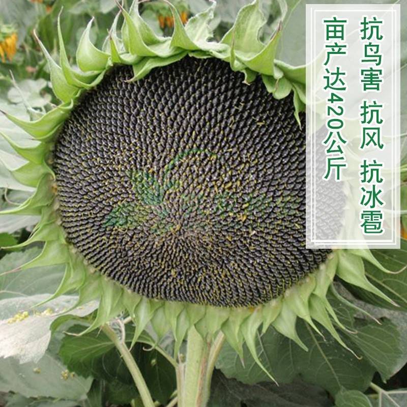 SH606油葵种子特高产高颗抗倒伏皮薄榨油用油葵种子