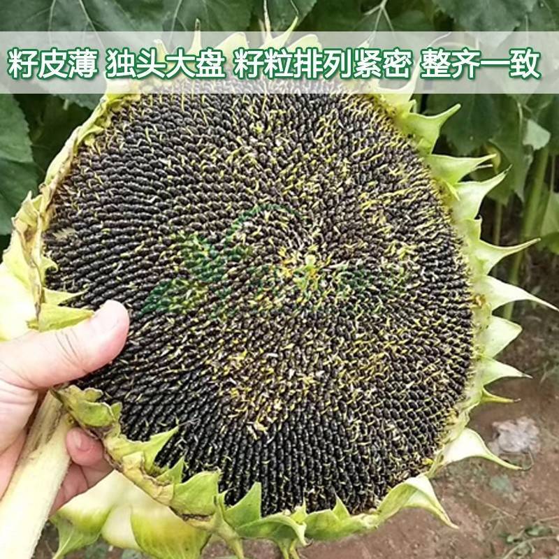 SH606油葵种子特高产高颗抗倒伏皮薄榨油用油葵种子