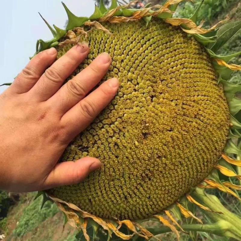 SH606油葵种子特高产高颗抗倒伏皮薄榨油用油葵种子