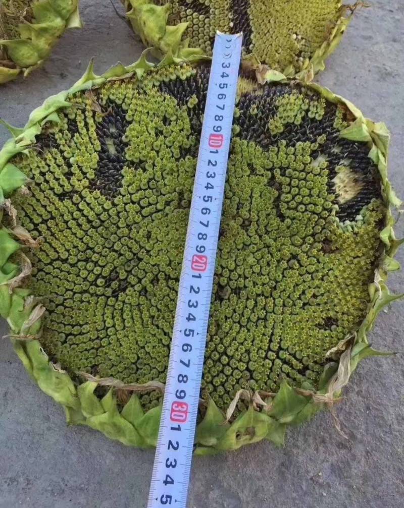 SH606油葵种子特高产高颗抗倒伏皮薄榨油用油葵种子