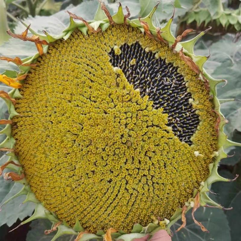 SH606油葵种子特高产高颗抗倒伏皮薄榨油用油葵种子