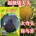 **矮大头油葵种子农人5667特高产高油榨油大弯头油葵种