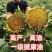 **矮大头油葵种子农人5667特高产高油榨油大弯头油葵种