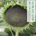 **矮大头油葵种子农人5667特高产高油榨油大弯头油葵种