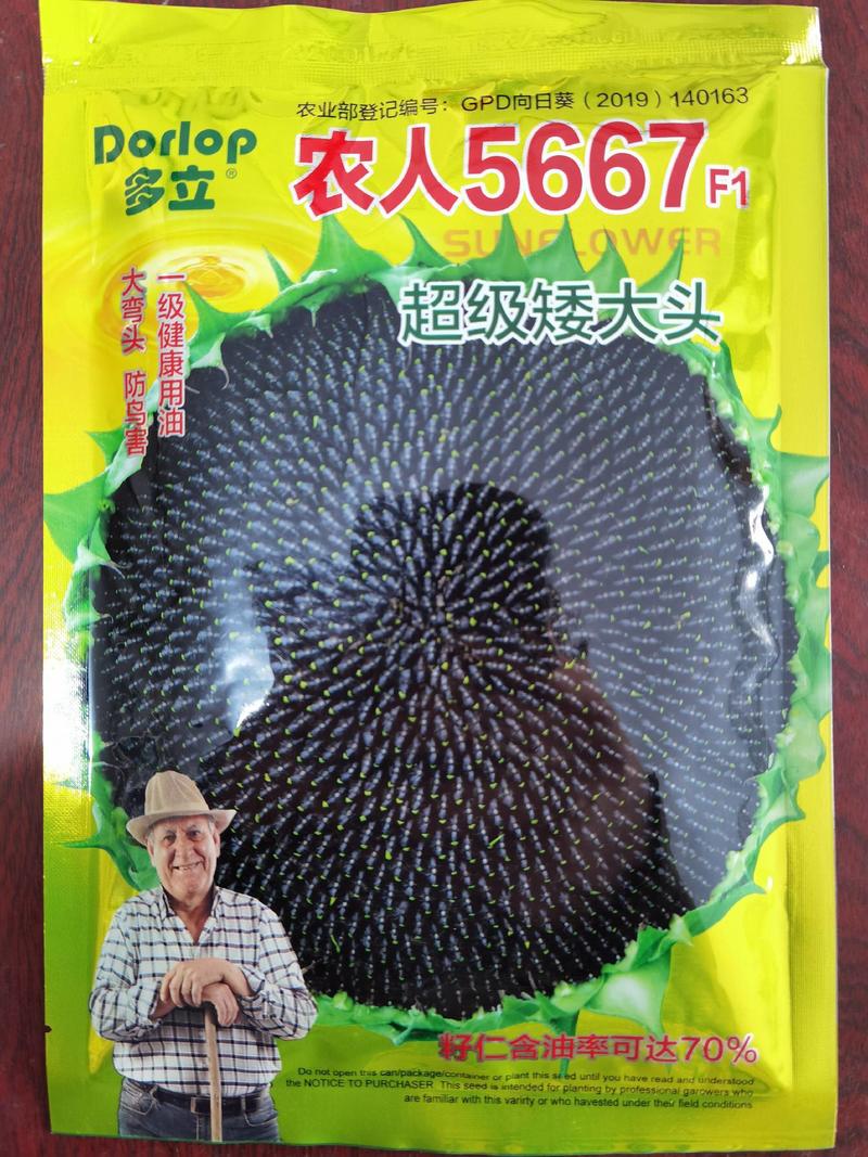超级矮大头油葵种子农人5667特高产高油榨油大弯头油葵种