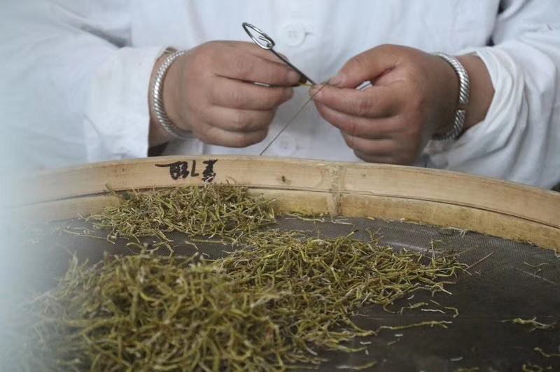正宗霍山米斛批发，自己吃，送人茶叶店、滋补店，药店拿货