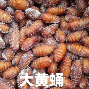 蚕蛹大黄蛹济南蚕蛹批发，常年有货，冷链物流，全国发货