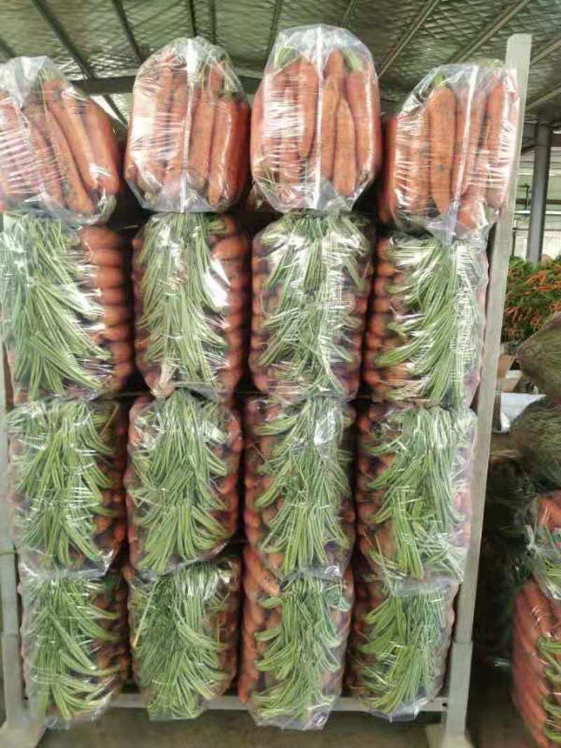 胡萝卜大量供应胡萝卜欢迎采购
